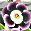 Auricula Skylark